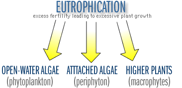 eutrophication graphic