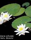 WATER LILY