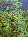 PONDWEED