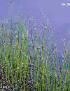 BULRUSH